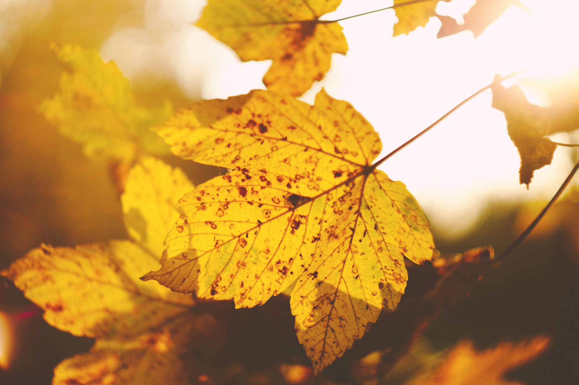 Updates to the EPO examination guidelines
